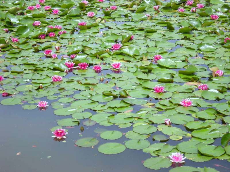 �������̖݂�