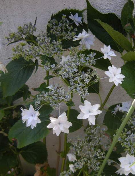 �������̖݂�