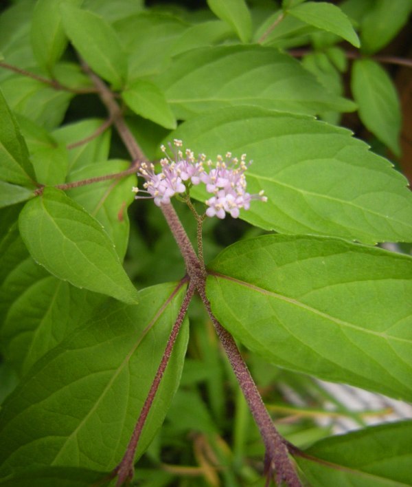 �������̖݂�