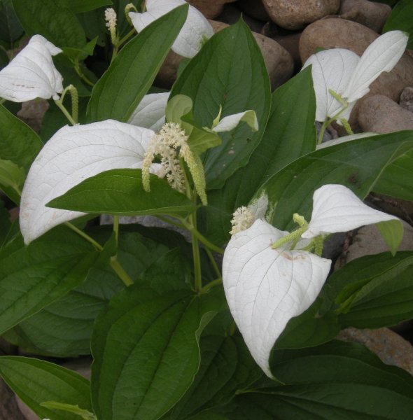 �������̖݂�