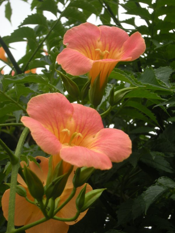 �������̖݂�