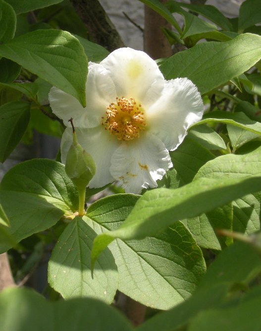 �������̖݂�