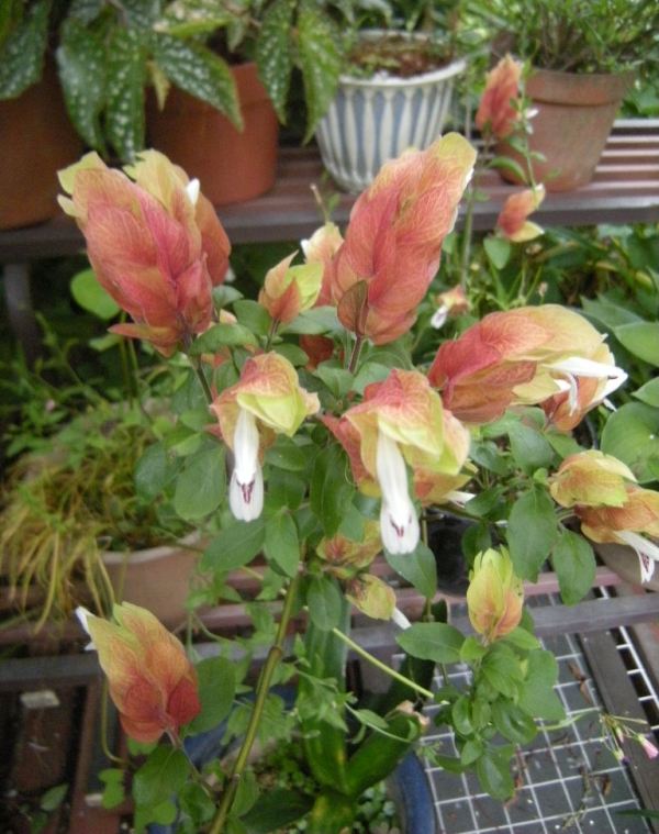 �������̖݂�