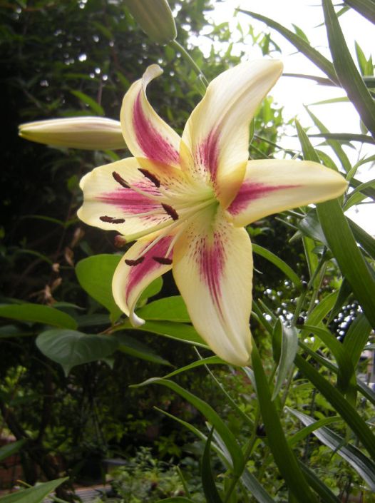 �������̖݂�