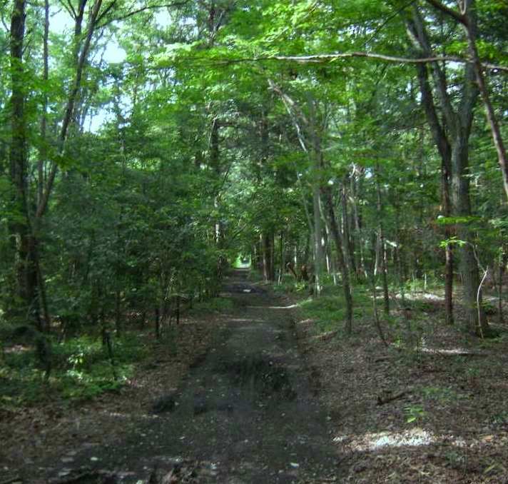 �������̖݂�