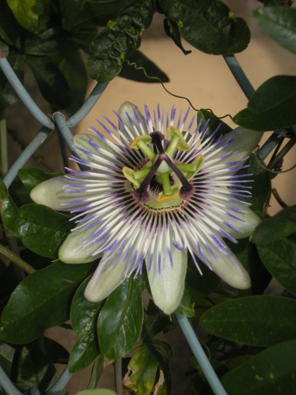 �������̖݂�