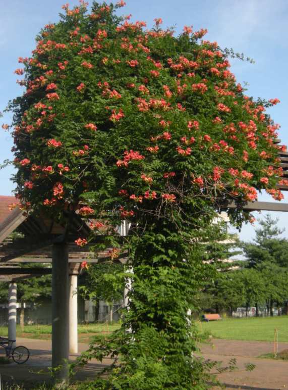 �������̖݂�