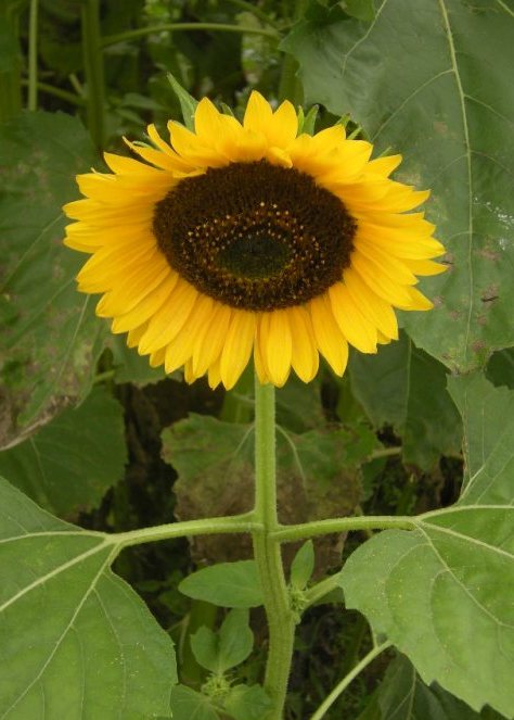 �������̖݂�