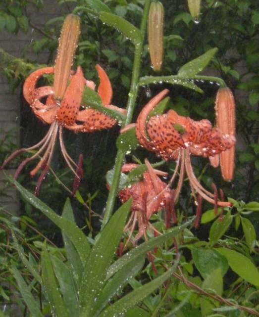 �������̖݂�