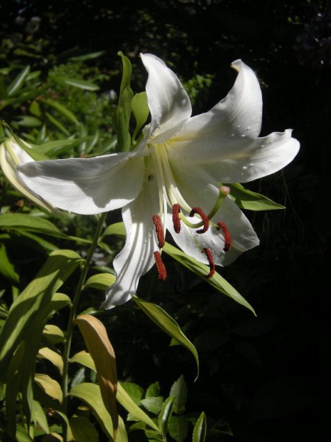 �������̖݂�