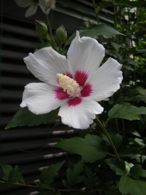 �������̖݂�