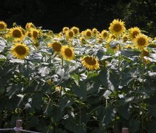 �������̖݂�