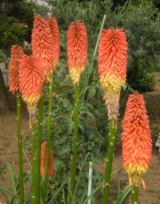 �������̖݂�