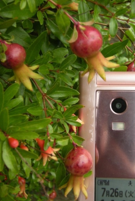 �������̖݂�