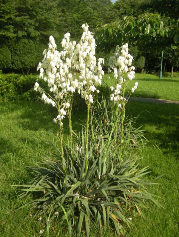 �������̖݂�