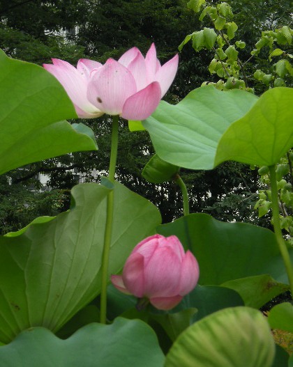 �������̖݂�