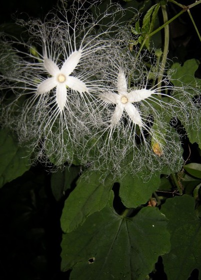 �������̖݂�