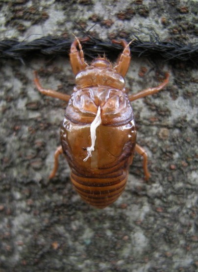 �������̖݂�