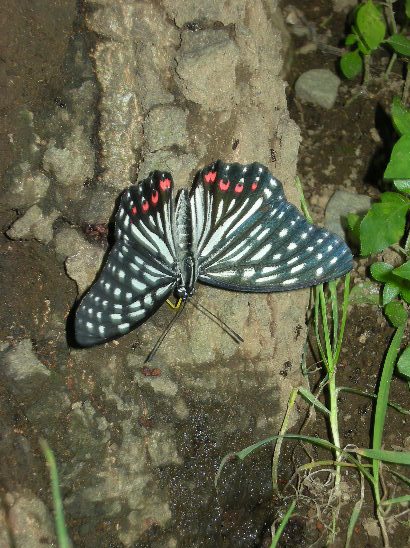 �������̖݂�