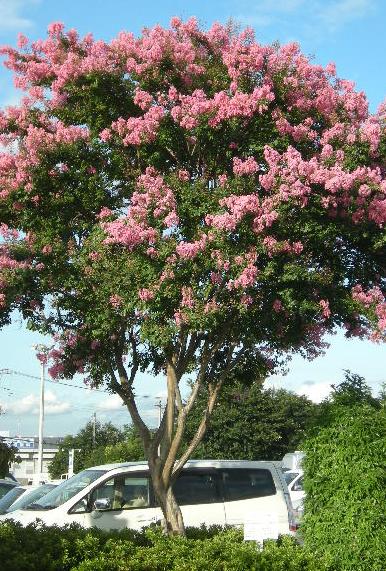 �������̖݂�