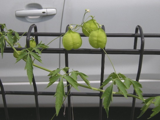 �������̖݂�