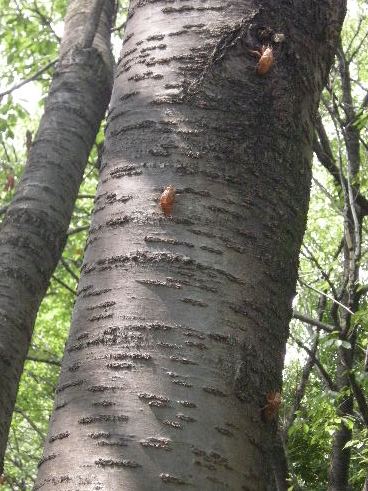 �������̖݂�