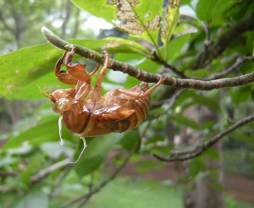 �������̖݂�