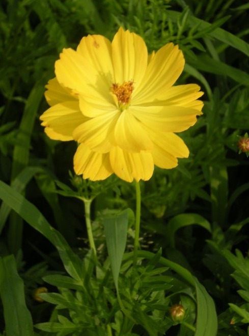 �������̖݂�