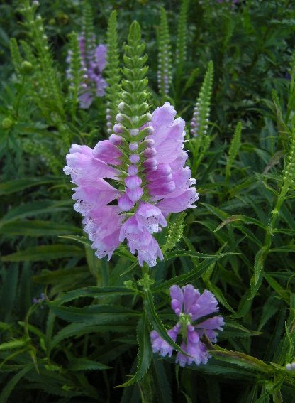 �������̖݂�