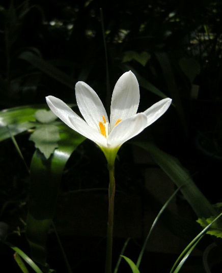 �������̖݂�