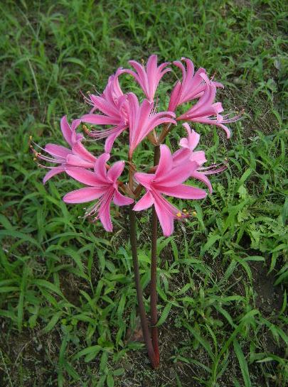 �������̖݂�