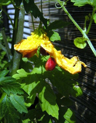 �������̖݂�