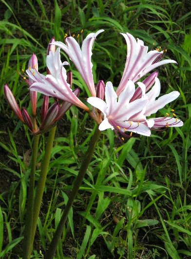 �������̖݂�