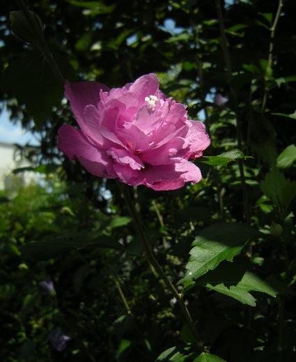 �������̖݂�