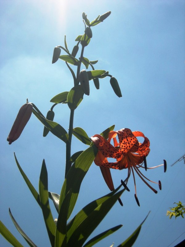 �������̖݂�