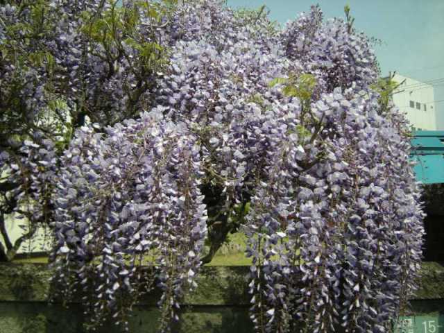 �������̖݂�