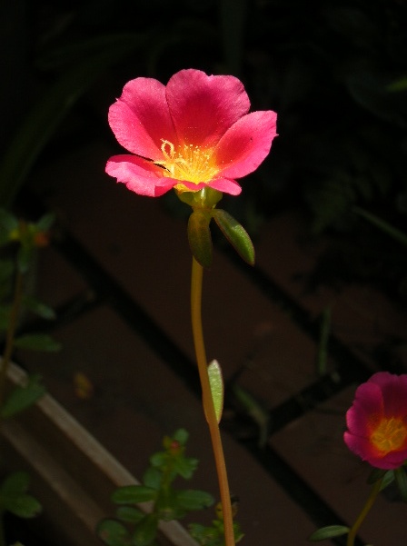 �������̖݂�