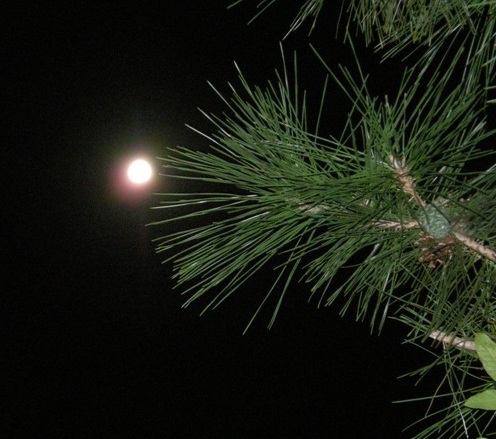 �������̖݂�