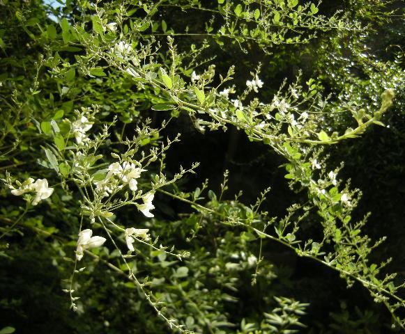 �������̖݂�