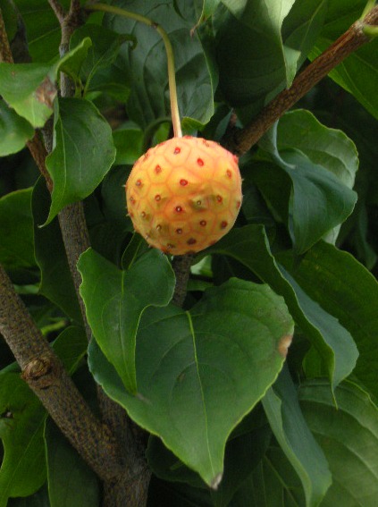 �������̖݂�