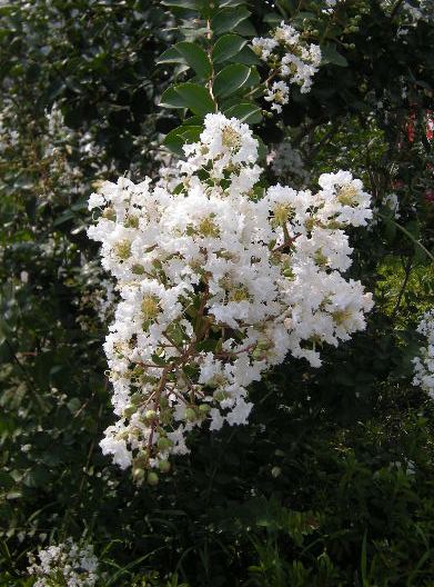 �������̖݂�