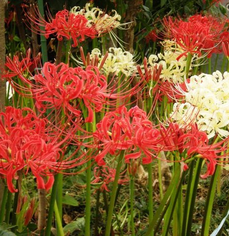 �������̖݂�