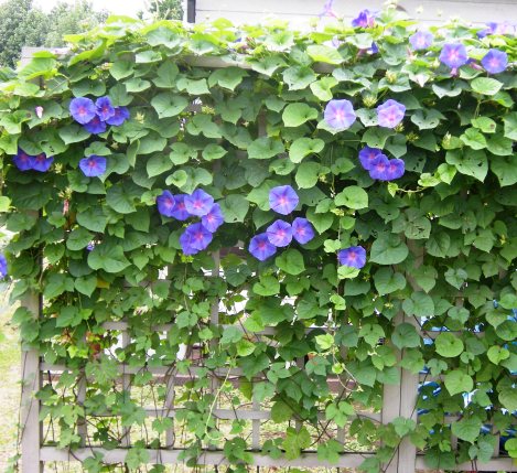 �������̖݂�