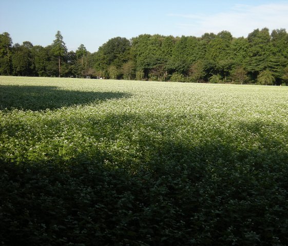 �������̖݂�