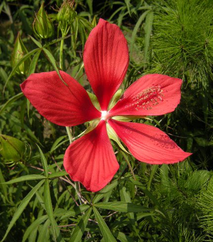 �������̖݂�