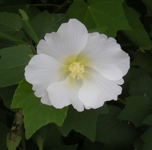 �������̖݂�