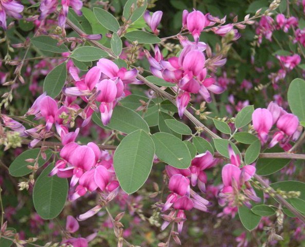 �������̖݂�