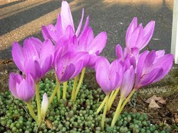 �������̖݂�