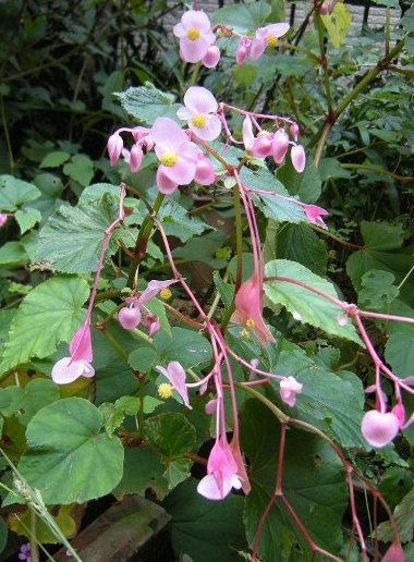 �������̖݂�