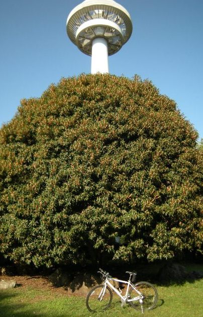 �������̖݂�